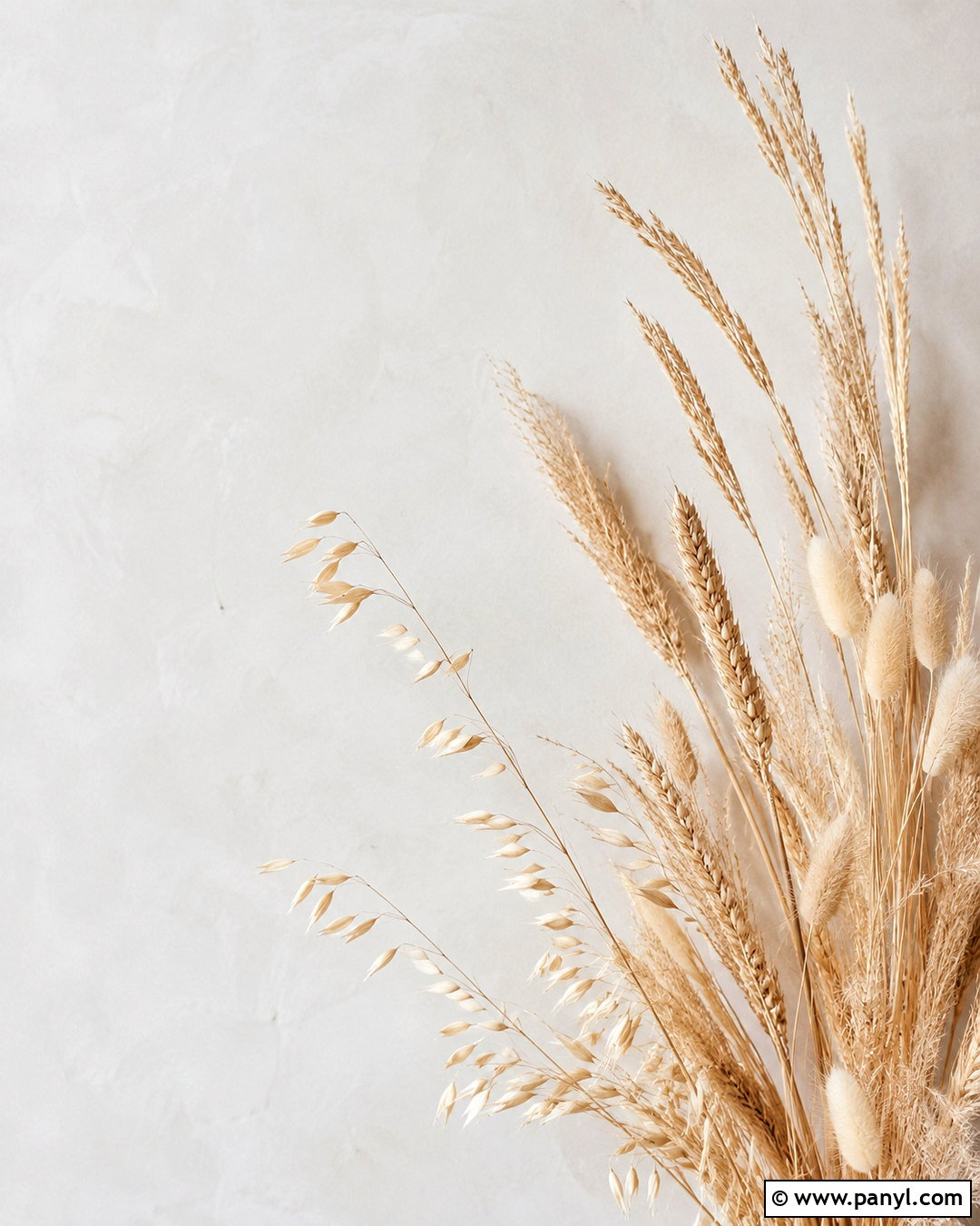 Dried Grass Background Wallpaper - 20 neutral background wallpapers