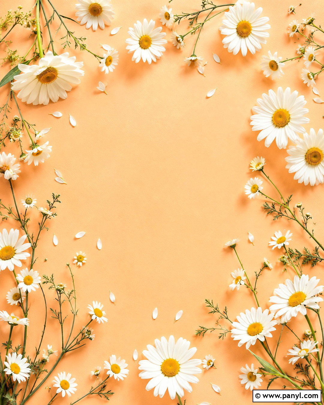 Peach Daisy Background Wallpaper - 20 peach background wallpapers
