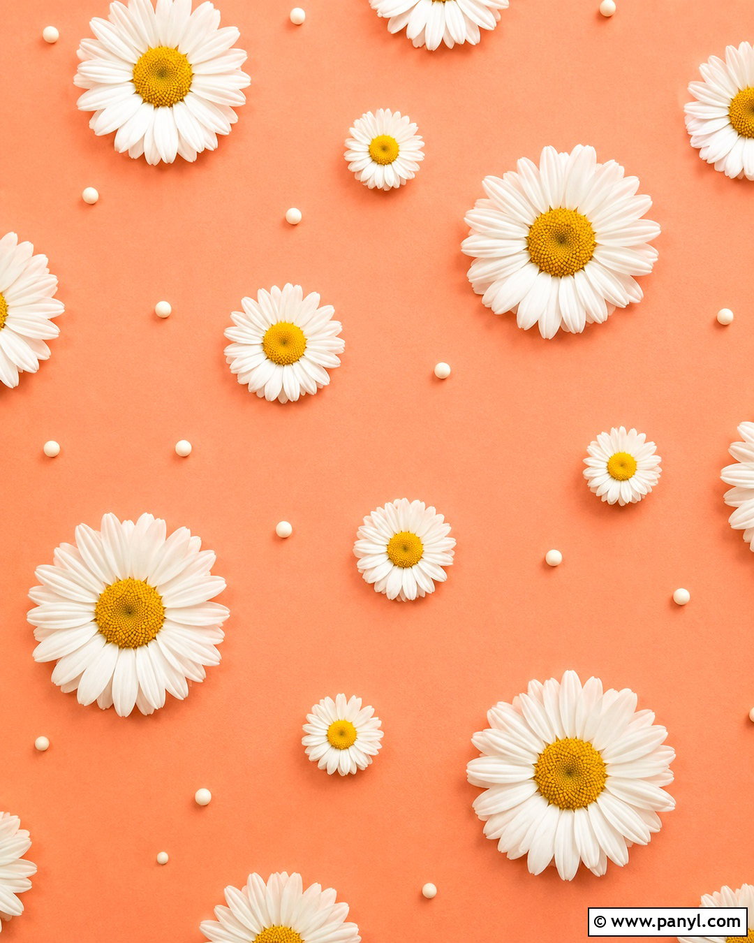 Peach Daisy Background - 20 peach background aesthetic ideas