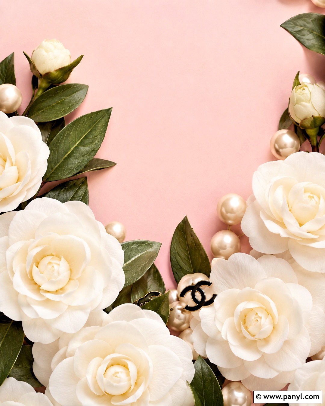 Pink Chanel Camellia Wallpaper - 20 pink chanel wallpapers