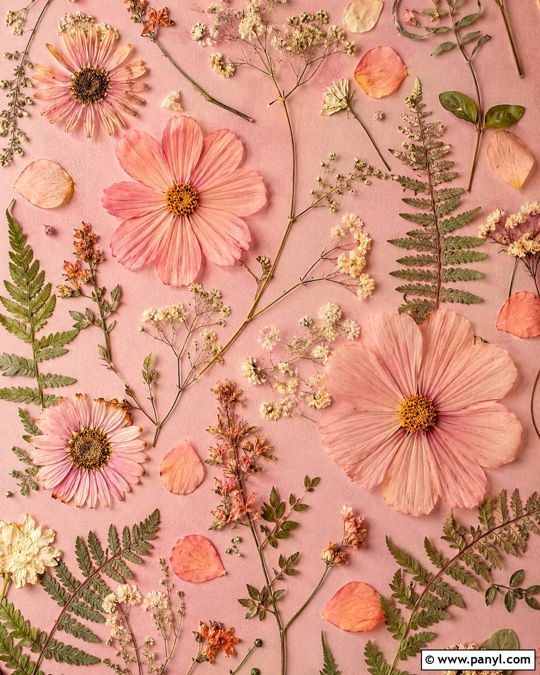 Pink Peach Pressed Flower Wallpaper - 20 pink peach aesthetic wallpaper ideas
